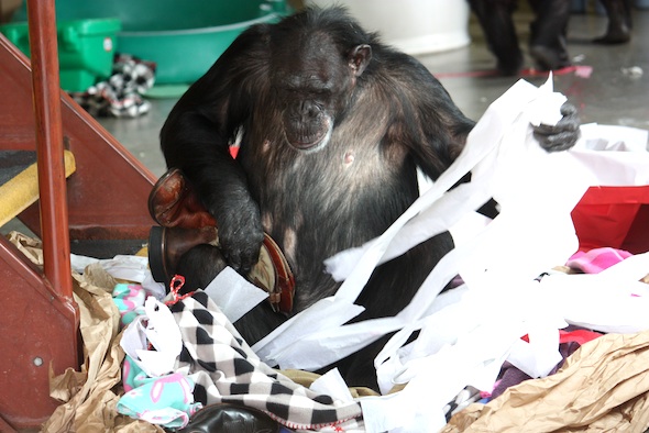web_jamie_paper_nest_boots_enrichment_blankets_PR_ek_IMG_8989