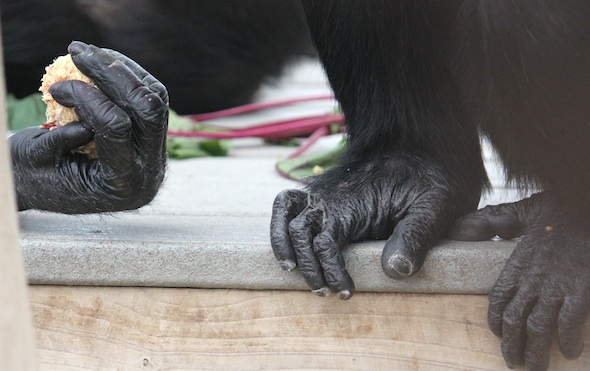 Annie hand, Jamie feet