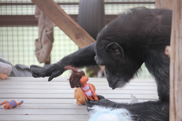 web_Foxie_climb_up_to_platform_hold_stare_at_Dora_doll_enrichment_GH_ek_IMG_0368