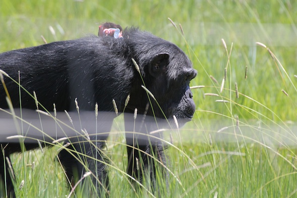 web_Foxie_mouth_full_of_food_forage_new_Frenchie_Dora_on_back_YH_ek_IMG_9929