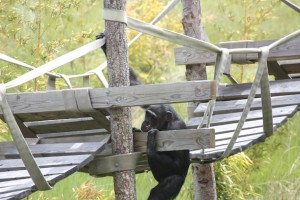 Missy climbing