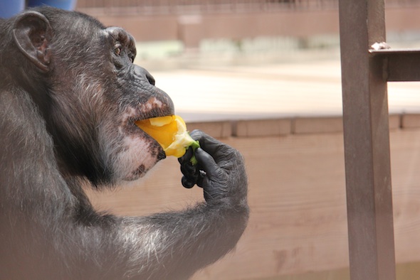 web_Missy_eat_bellpepper_lunch_GH_ls_IMG_0524
