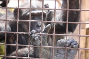 Missy feet on caging
