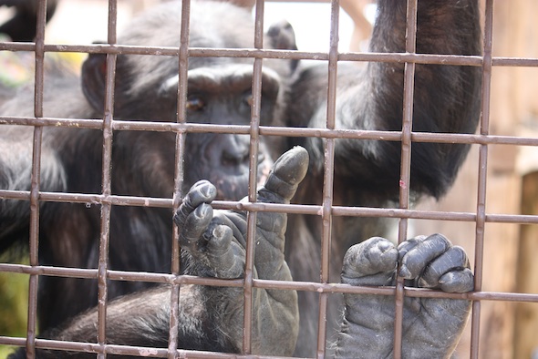 Missy feet on caging