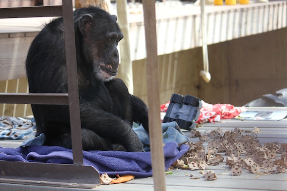 web_Missy_make_blanket_nest_GH_ek_IMG_0664