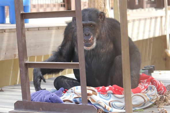 web_Missy_make_blanket_nest_look_at_camera_GH_ek_IMG_0680