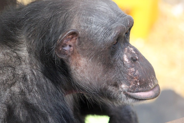 web_Negra_close_up_profile_lip_GH_ek_IMG_0483