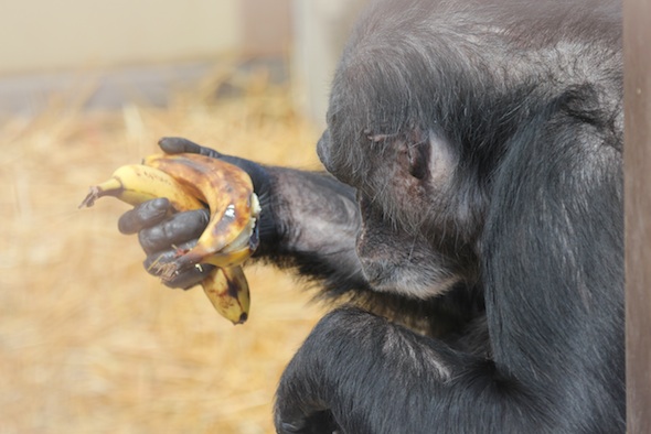 web_Negra_hold_bananas_GH_ek_IMG_0073