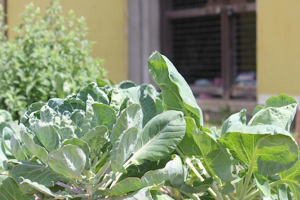 web_garden_cabbage_outside_barn_doors_kd_IMG_0720