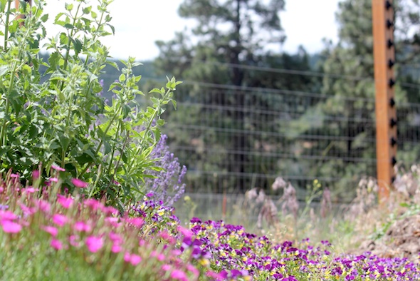 web_garden_flowers_kd_IMG_0708