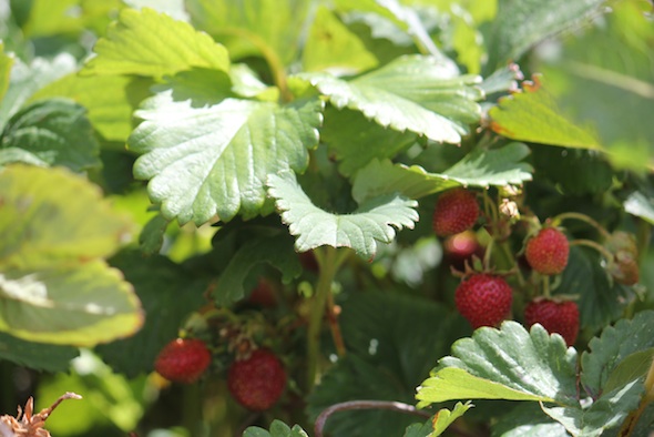 web_garden_strawberries_kd_IMG_0713
