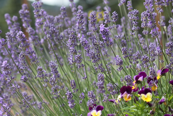 web_lavendar_pansies_kd_IMG_0732