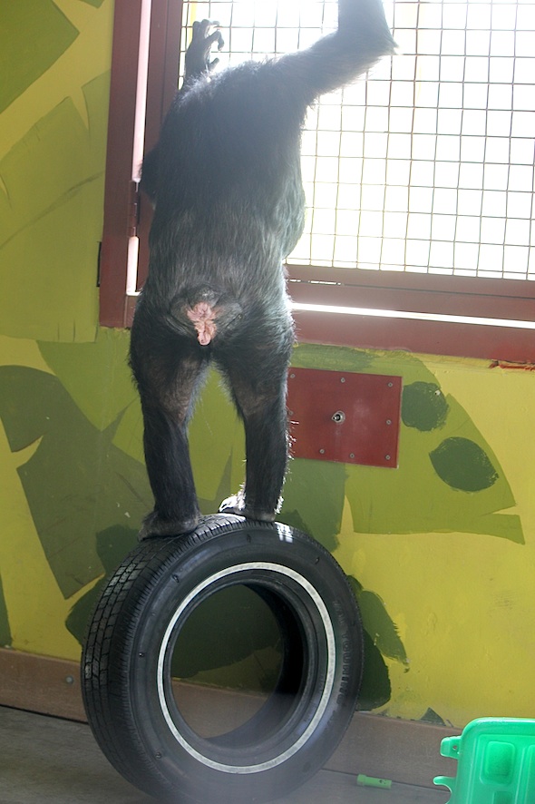 web_missy_balance_tire_look_garden_kd_IMG_0704