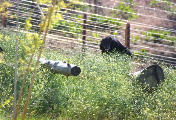 web_missy_look_toward_camera_on_mound_log_bridge_bamboo_mustard_yh_dm_IMG_0126 copy