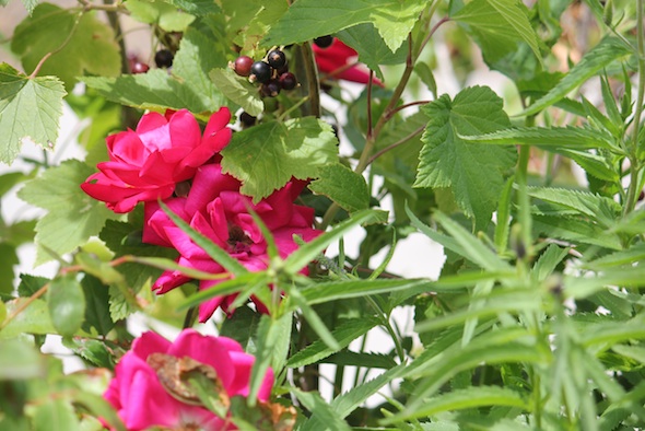 web_roses_currants_kd_IMG_0734