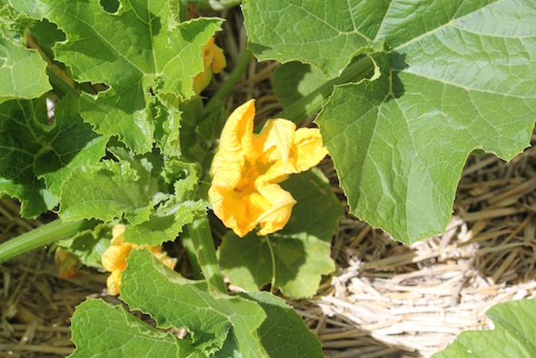 web_squash_blossom_kd_IMG_0710