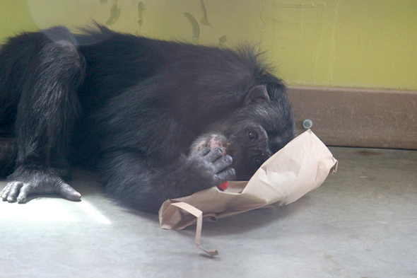 web-burrito-use-paper-bag-as-pillow-cute-enrichment-pr-dm-IMG_1837