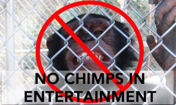 Angel was kept in a Hollywood training facility and routinely beaten and abused into submission by her trainers. She displayed a toothy grin—called a fear grimace—just at the sight of a camera. Angel was rescued by the Center for Great Apes as part of a legal suit against her former trainer.