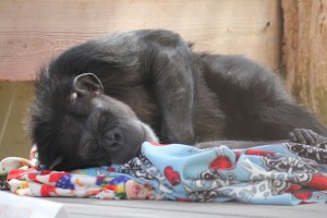 Annie sleeping in her nest