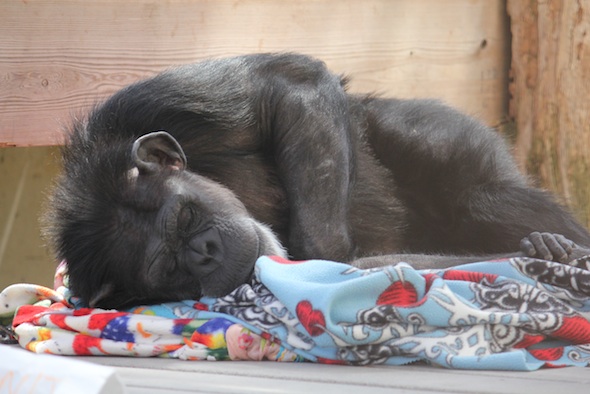 Annie sleeping in her nest
