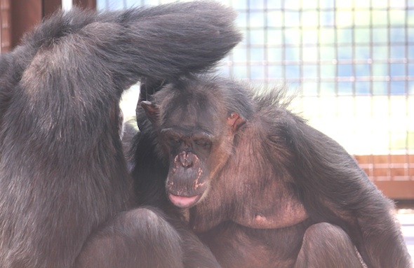 Burrito and Negra groom each other
