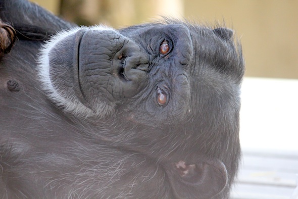 web_Foxie_closeup_relax_look_at_camera_GH_kd_IMG_2306
