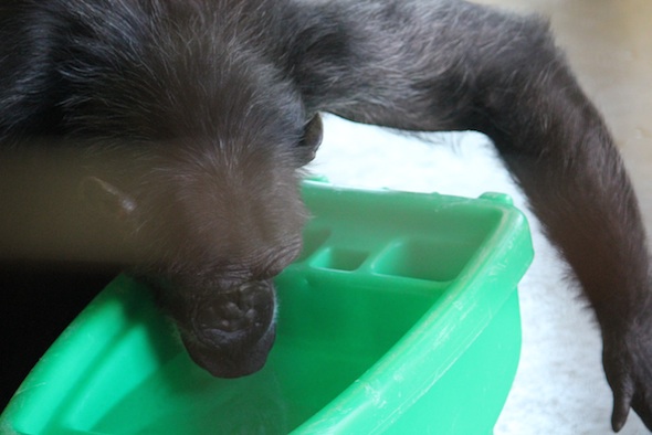 web_Foxie_drink_from_water_enrichment_PR_ls_IMG_1522