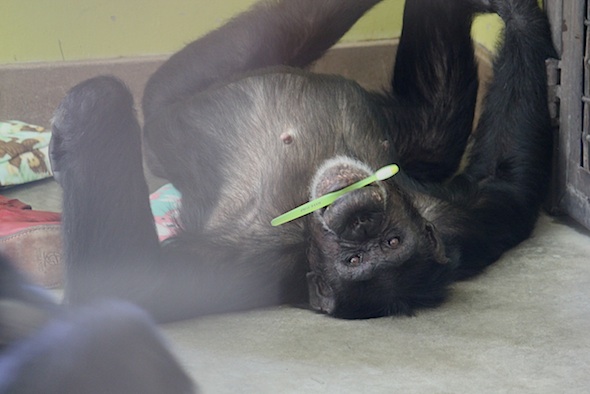 web_Jaime_lie_on_floor_toothbrush_in_mouth_enrichment_PR_kh_IMG_2328