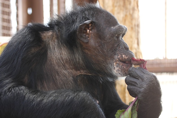 Jamie eating beet in profile