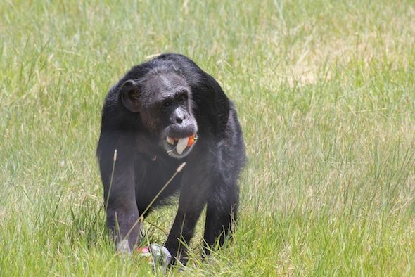 web_Jody_mouthful_forage_YH_jb_IMG_1137