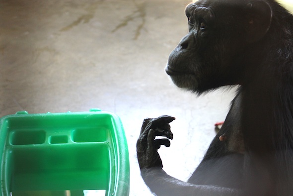 web_Jody_water_enrichment_PR_ls_IMG_1487