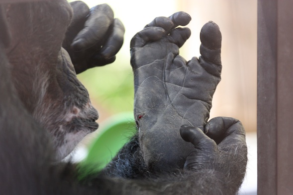 web_Missy_inspect_jody_foot_wound_blood_groom_GH_jb_IMG_0819