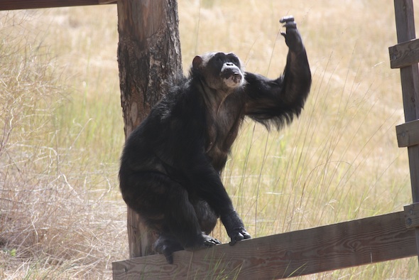 web_Negra_climb_forage_YH_ek_IMG_0985