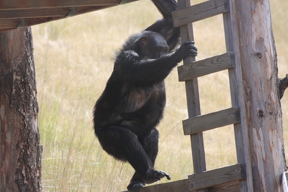 web_Negra_climb_ladder_forage_YH_ek_IMG_0987