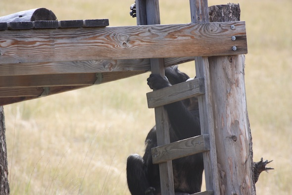 web_Negra_climb_ladder_forage_YH_ek_IMG_0989