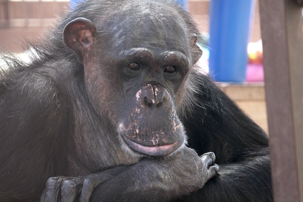 web_Negra_heavy_lip_close-up_gh_dg_IIMG_2146