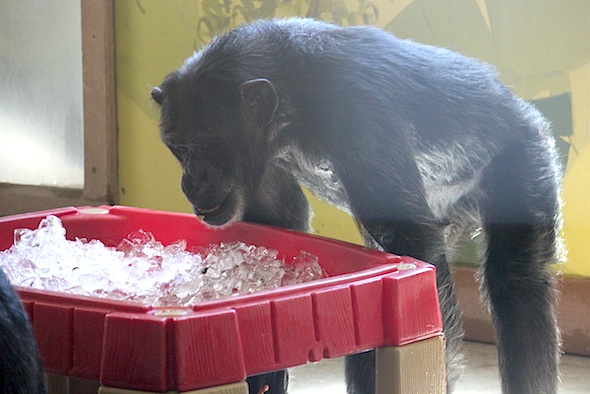 web_foxie_over_ice_table_kd_
