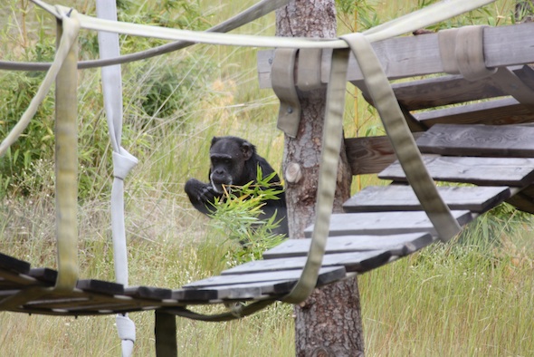 web_jody_forage_bamboo_bidpedal_jb_IMG_1233