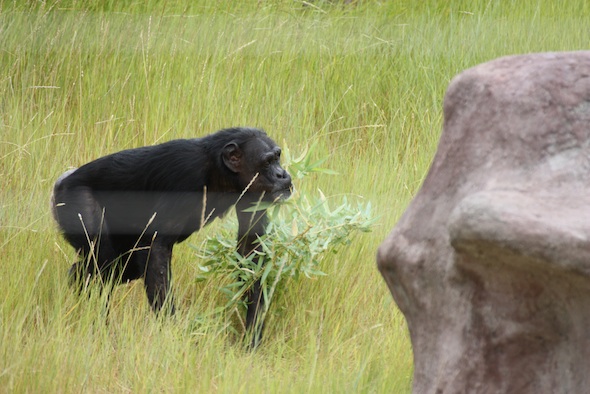 web_jody_forage_bamboo_jb_IMG_1240