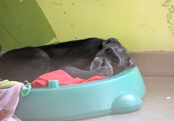 web_jody_lie_nest_turtle_pool_pr_ls_IMG_1554