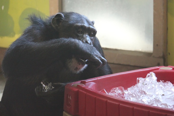 web_missy_eat_ice_table_kd_IMG_1816