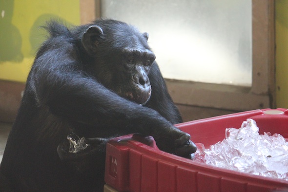web_missy_ice_table_pr_kd_IMG_1815