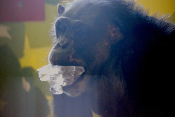 web_negra_ice_dark_photo_IMG_1822