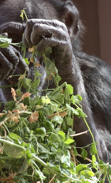 Jody_sit_pea_tendrils_eat_gh_dg_IMG_1401