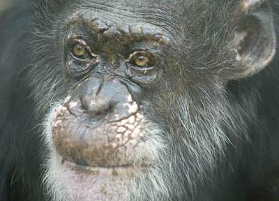 bill the chimp