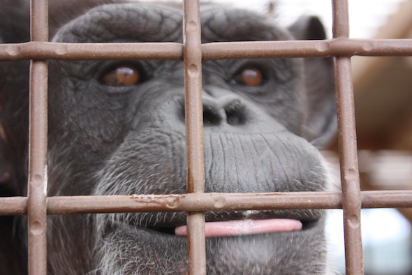 web_Annie_lick_bubbles_off_caging_GH_kh_IMG_2514