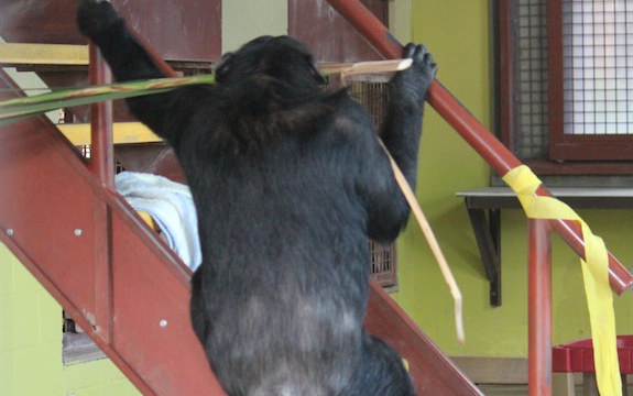 Missy climbing stairs