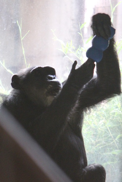 Missy sit window with kong