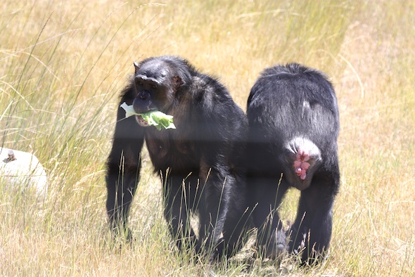 web_Negra_Foxie_pass_butt_forage_lunch_yh_dg_IMG_2045