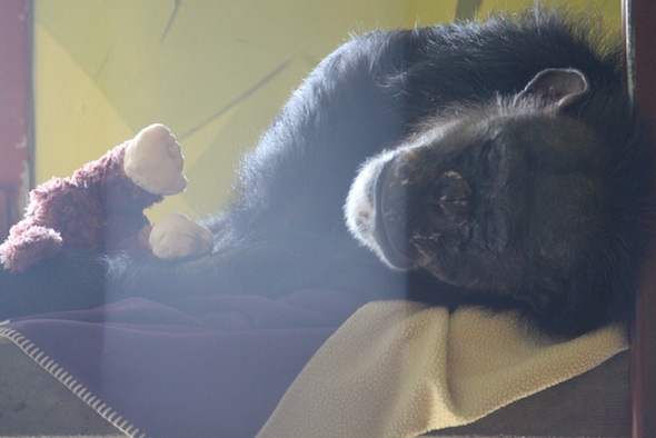 web_Negra_nap_catwalk_stuffed_monkey_PR_ls_IMG_2790